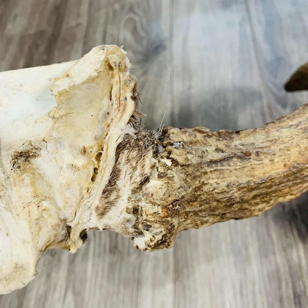 Naturally Shed Wild Moose Antler (Horn, Knife, Carving, Chew, Taxidermy) Full - Picture 12 of 15
